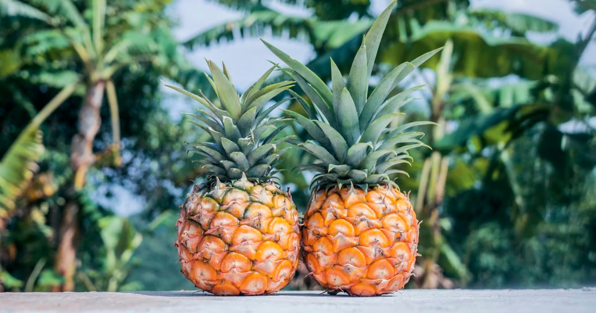 Pineapple berry or fruit? BeePail the BLOG