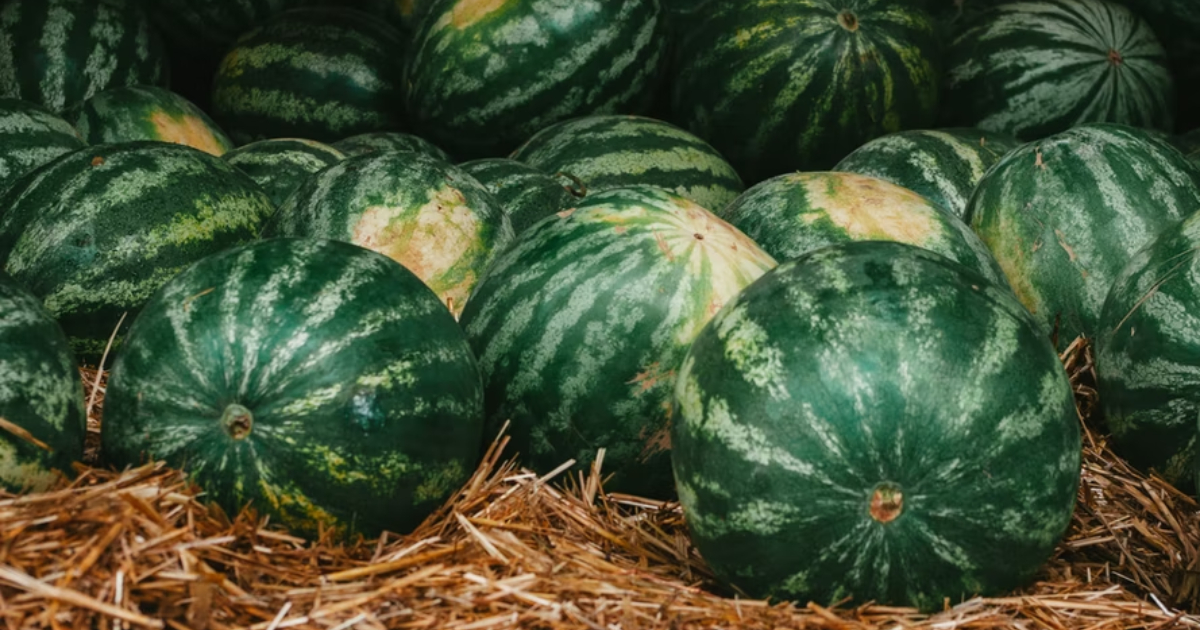 The Surprising Berry of the Summer Watermelon BeePail the BLOG